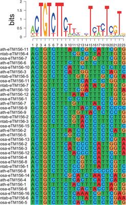 Investigating nicotine pathway-related long non-coding RNAs in tobacco